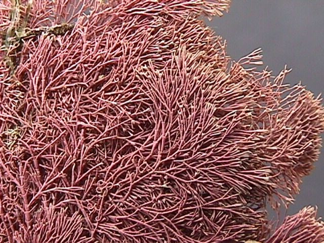 alga jania rubens 